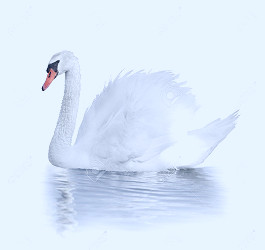 White Swan On The Water On White Background Stock Photo, Picture And  Royalty Free Image. Image 14813110.